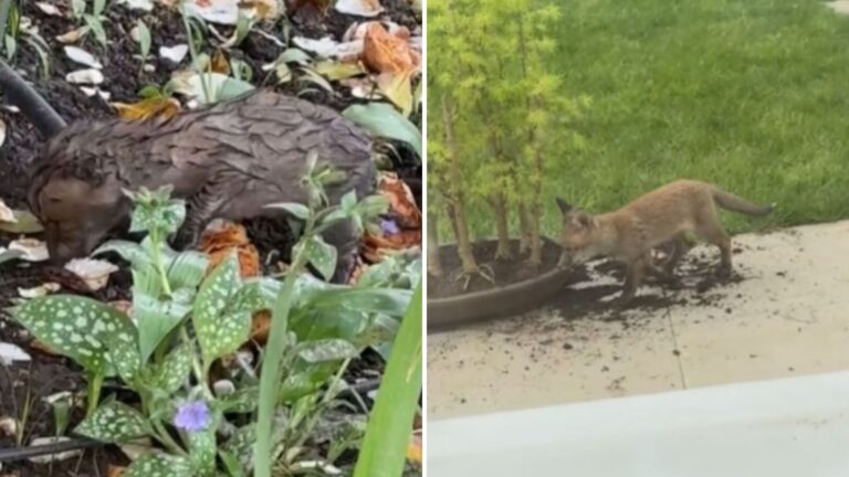 woman finds surprise in garden