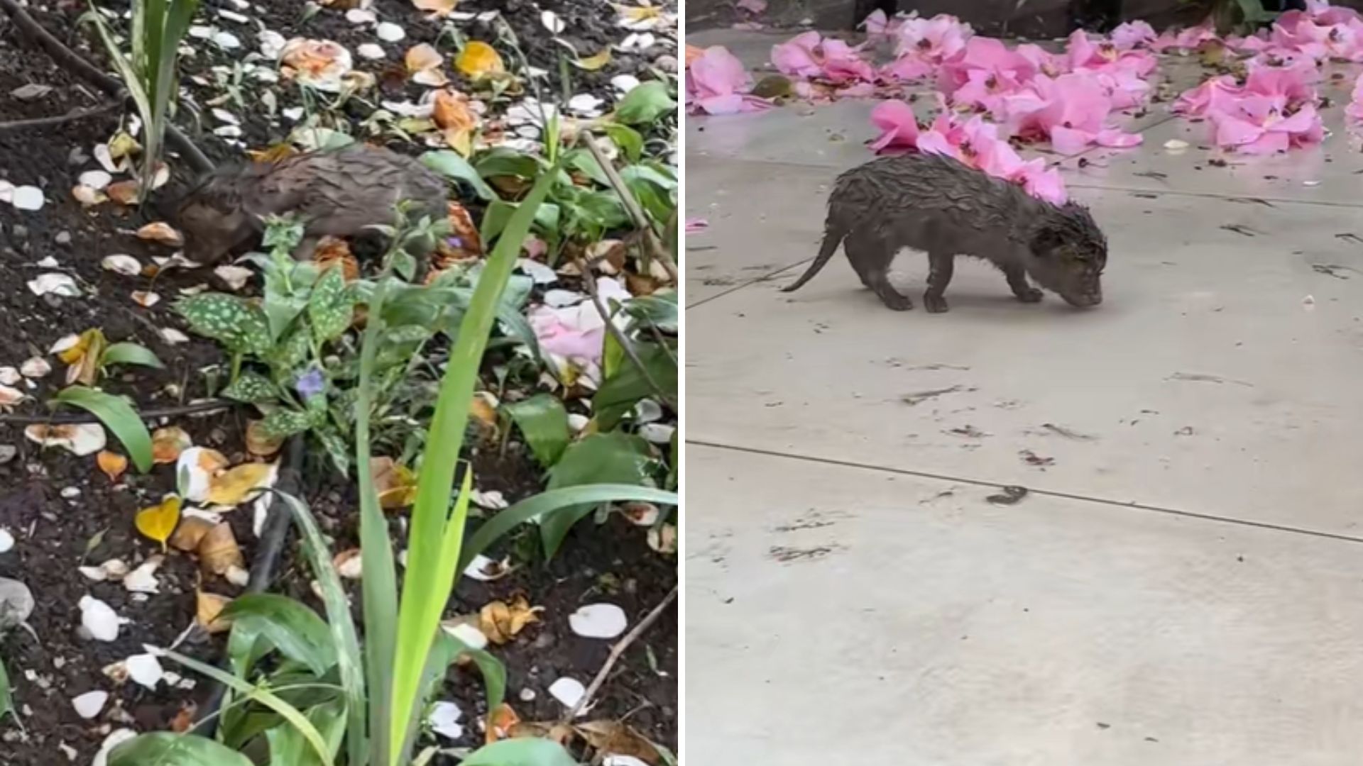 fox in garden