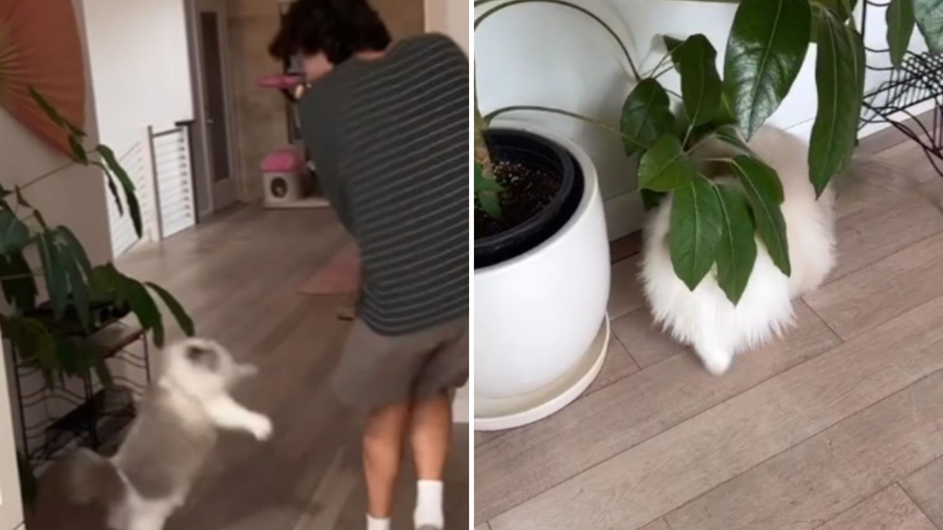 cat jump scares boyfriend