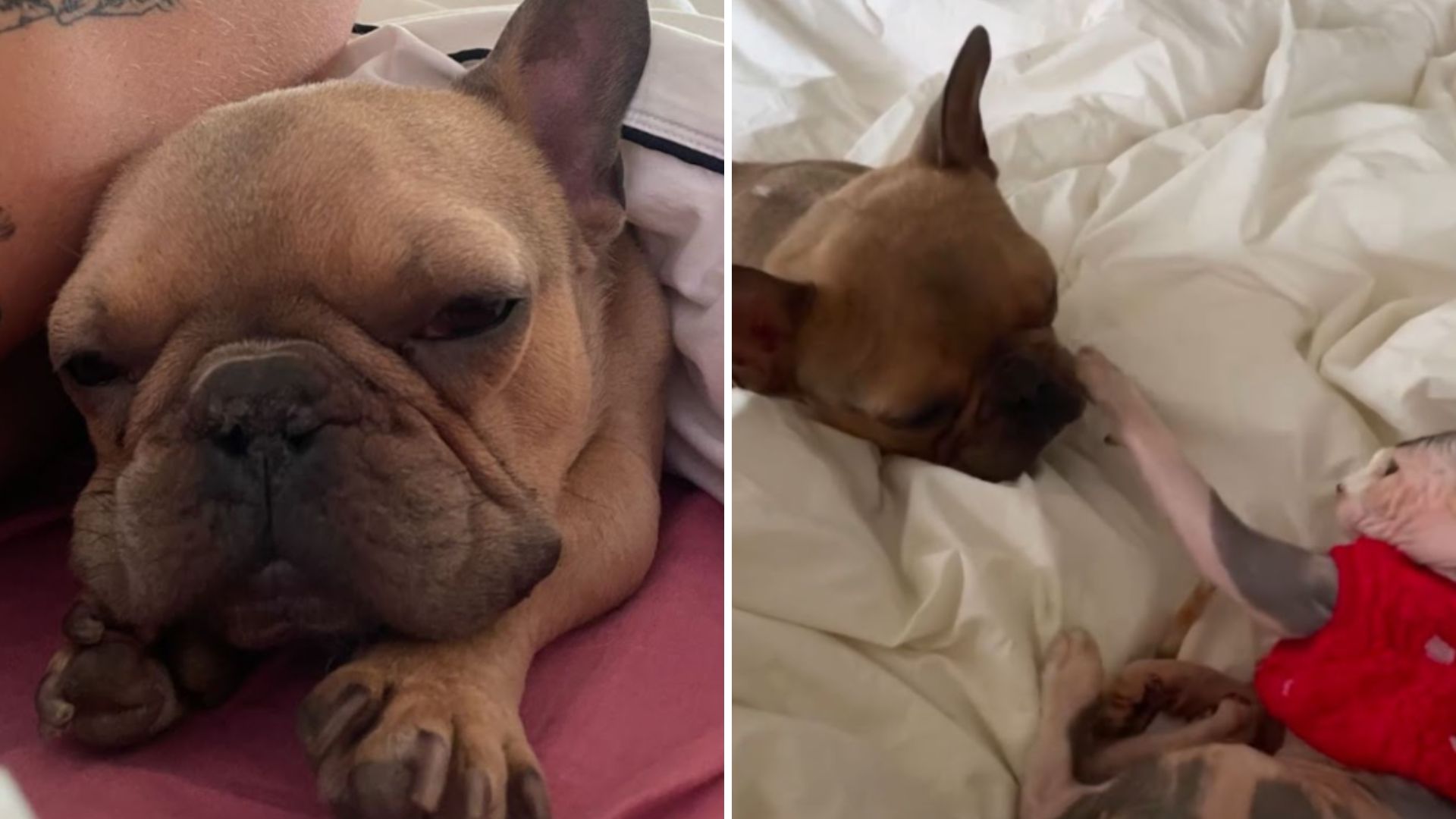 french bulldog and sphynx cat