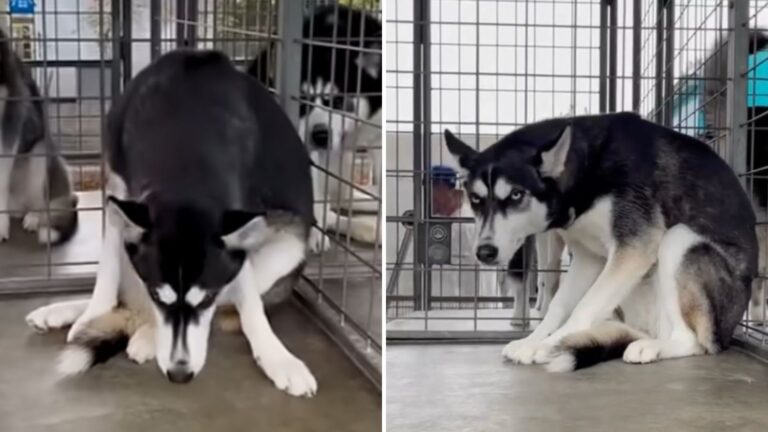 abandoned husky