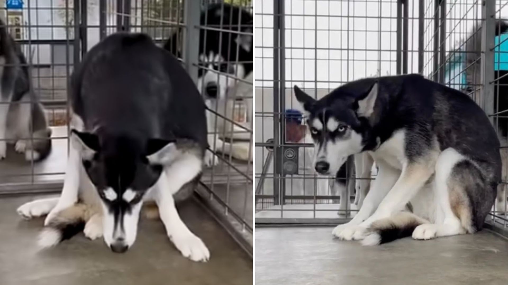 abandoned husky