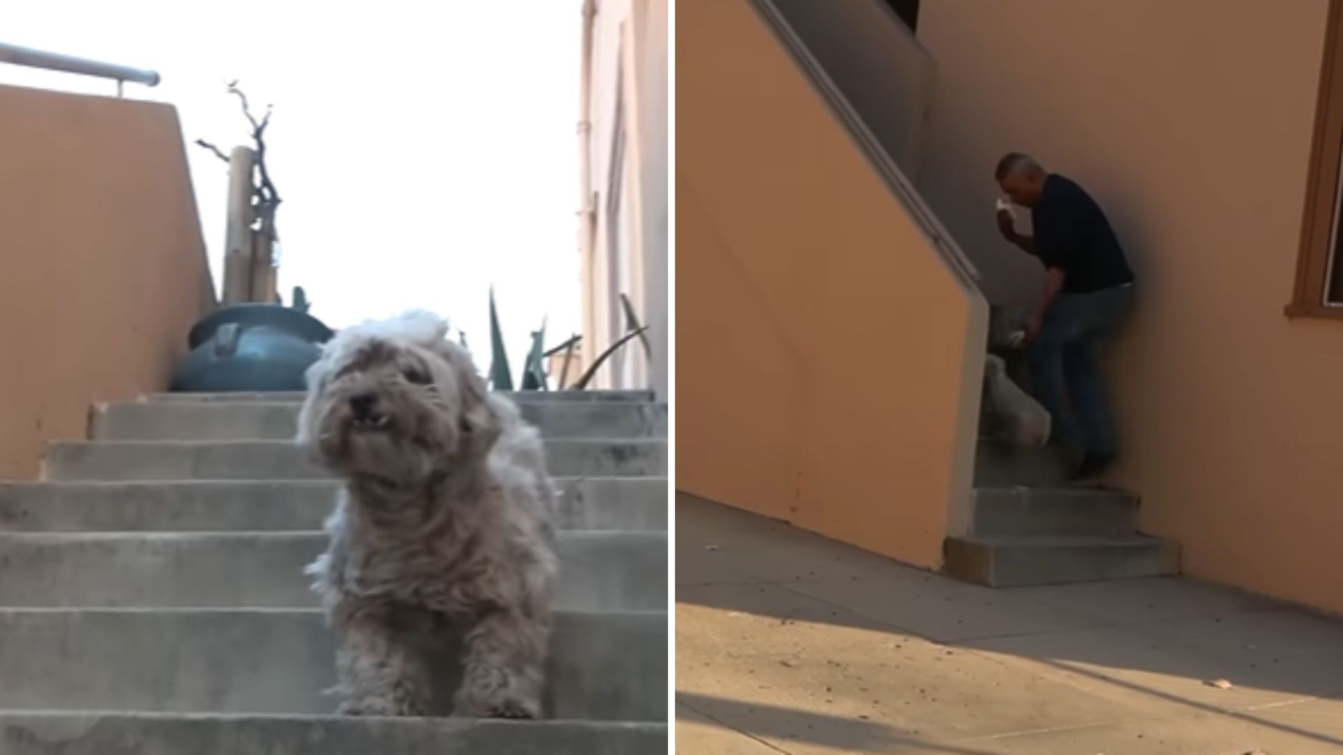 Los Angeles Rescuers Face Challenge As Abandoned Dog Bites Before Being Rescued