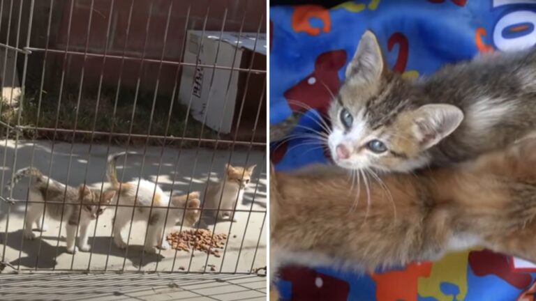 Los Angeles Shelter Saves Kittens After Their Mother Vanished Without A Trace
