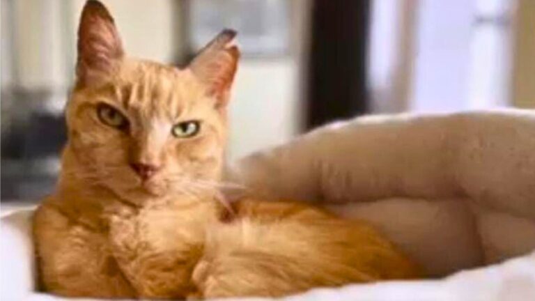 sick senior cat
