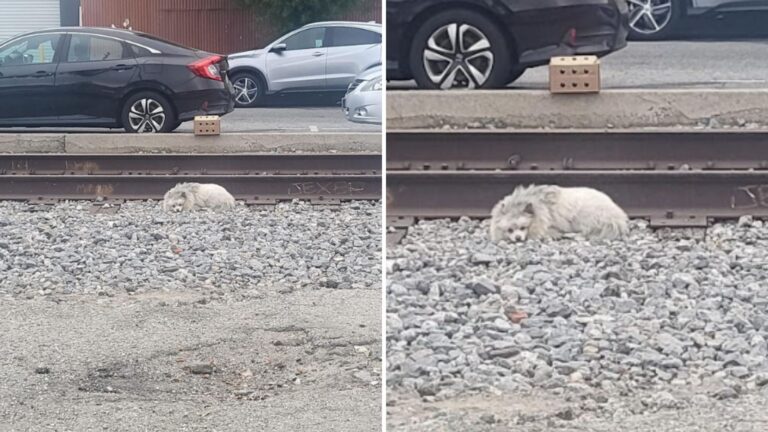 Woman Rescues Fluffy Dog Found Lying On Train Track