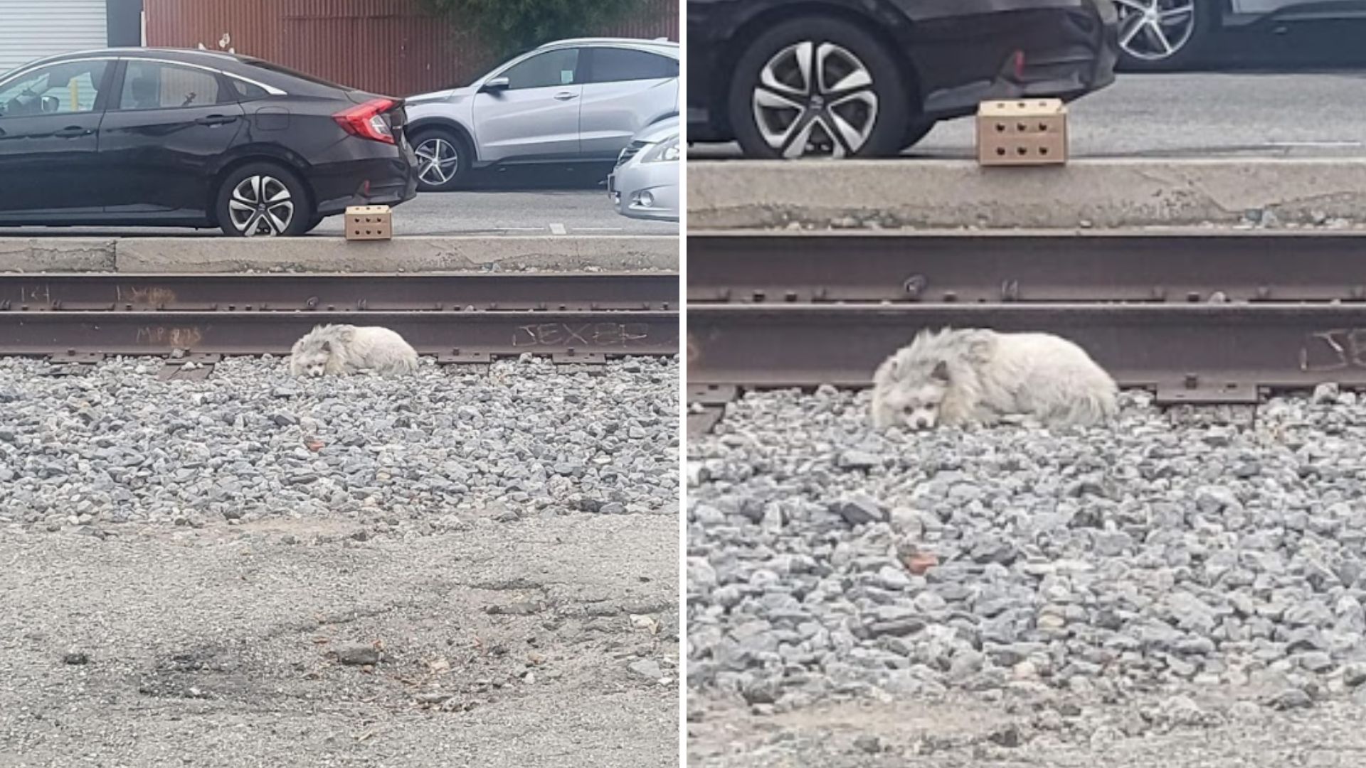 Woman Rescues Fluffy Dog Found Lying On Train Track