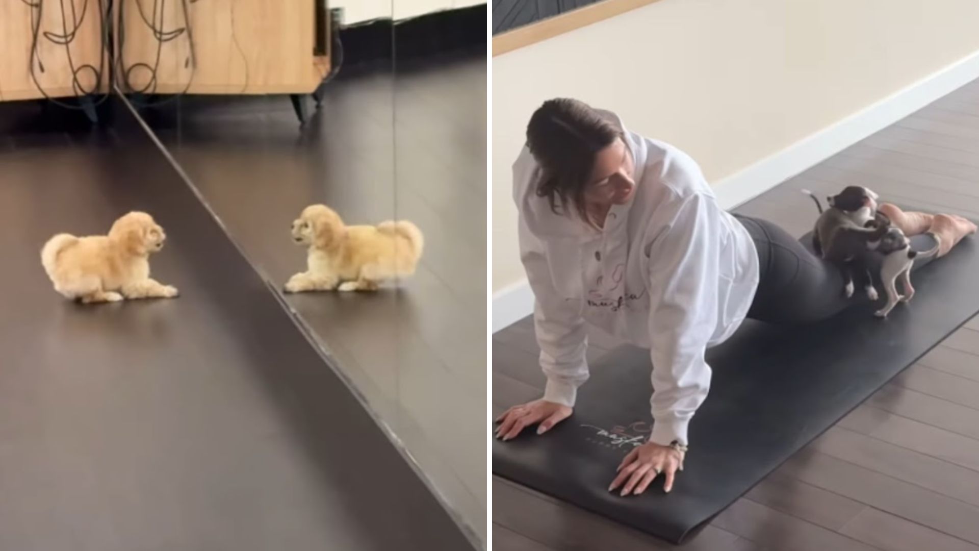 pup looking at himself in the mirror
