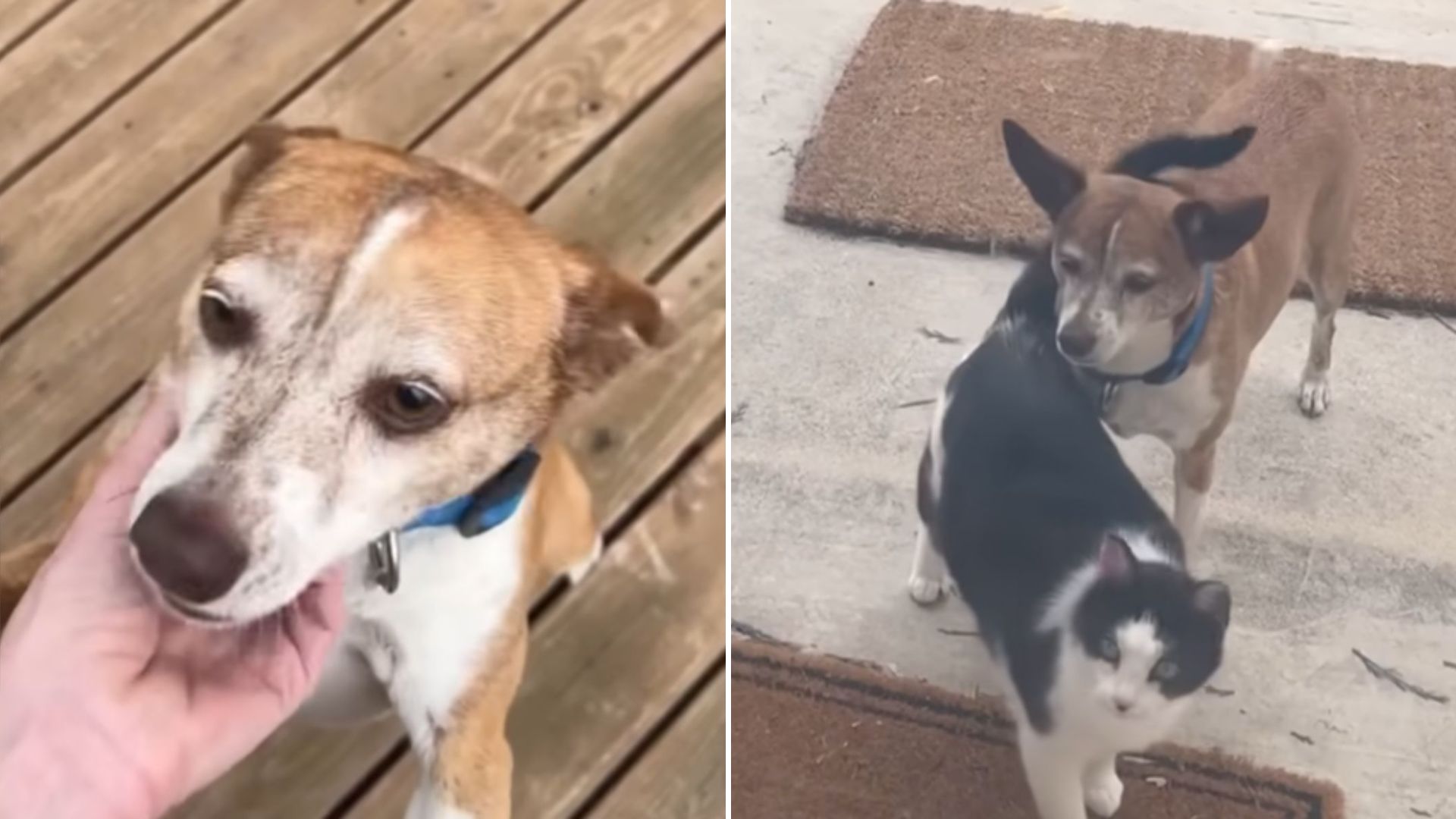 lost dog