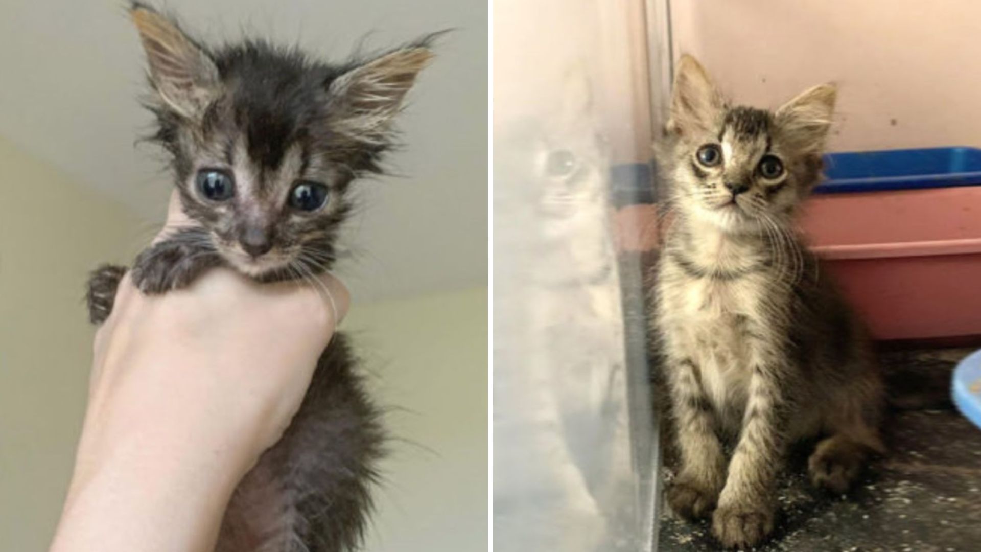 starving kitten