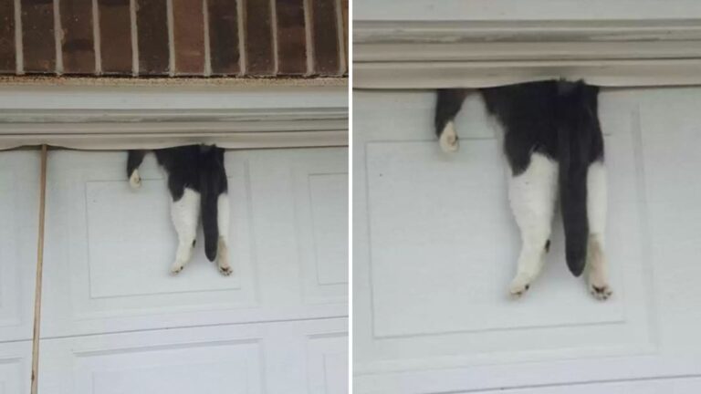 cat stuck on garage door