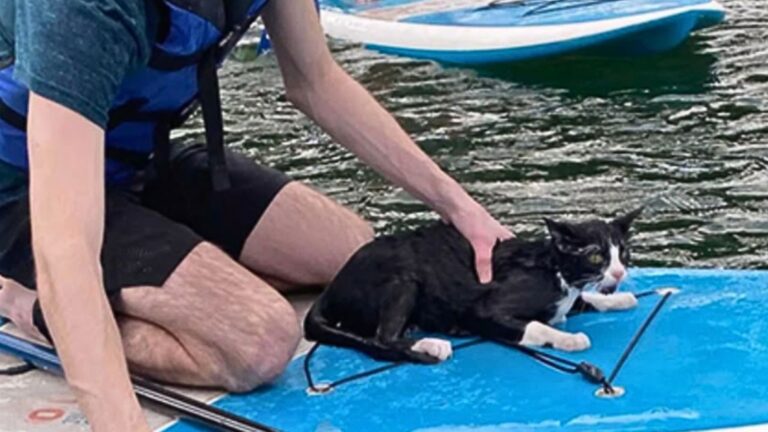 Louisiana Paddlers Rush To Save Cat Who Jumped From Austin Bridge During Rush Hour