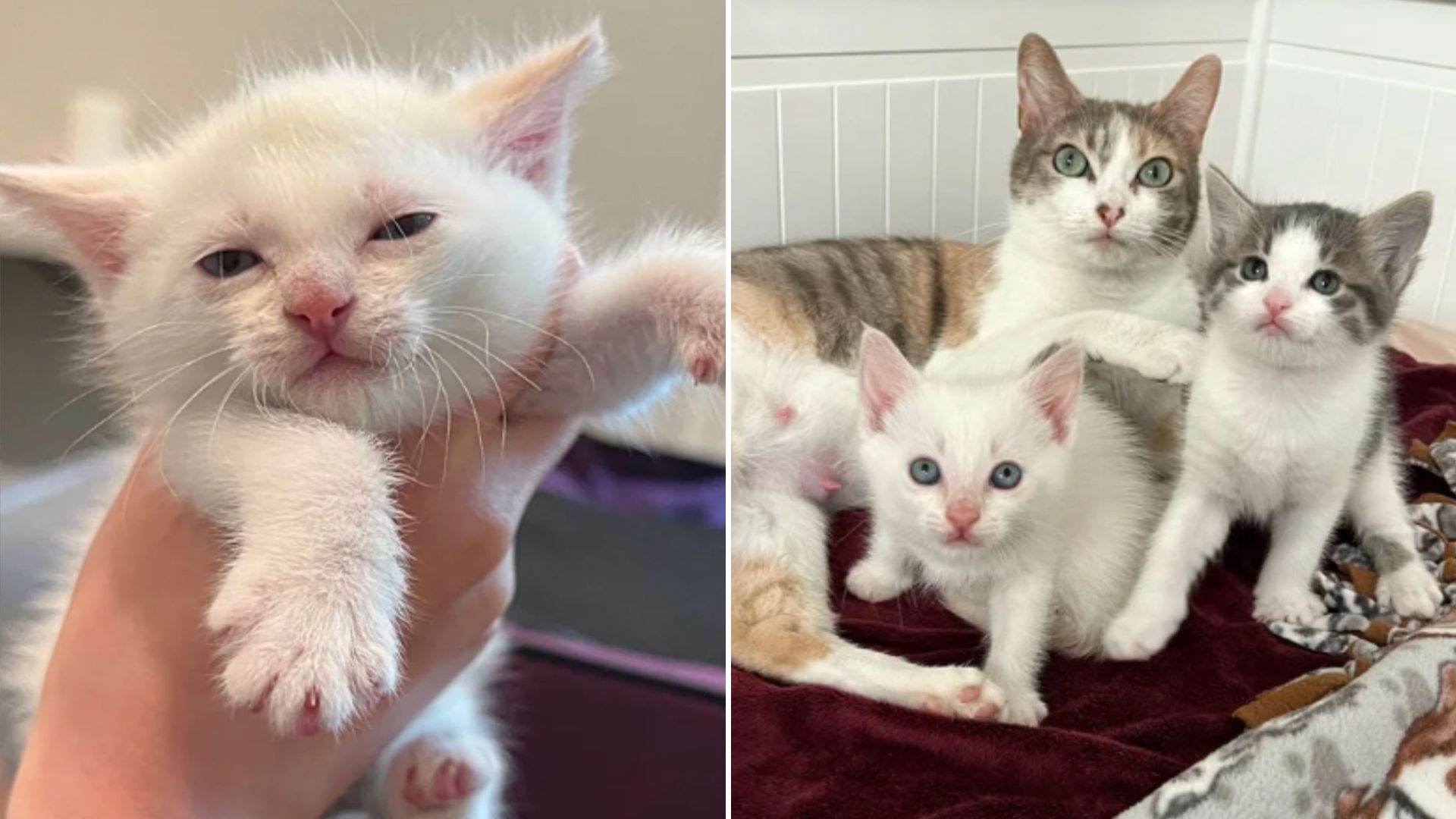 orphaned kitten