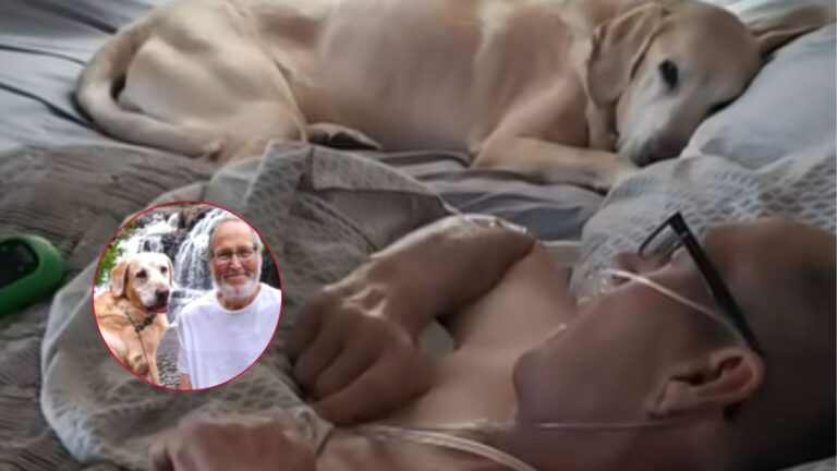 dog and owner passed away