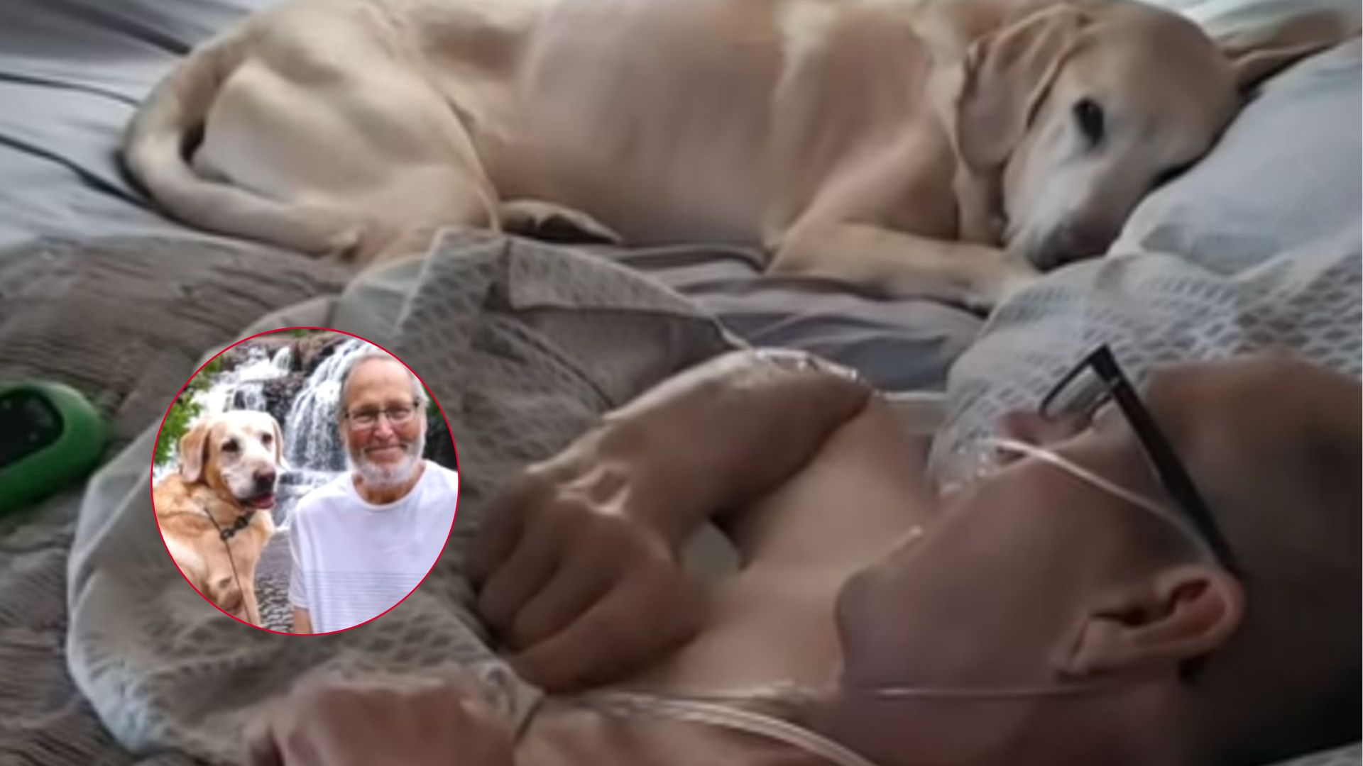 dog and owner passed away
