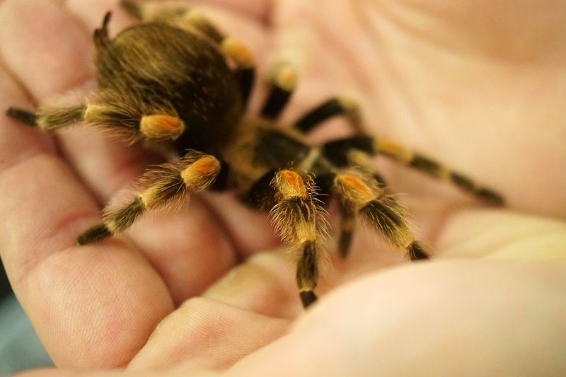 Tarantulas