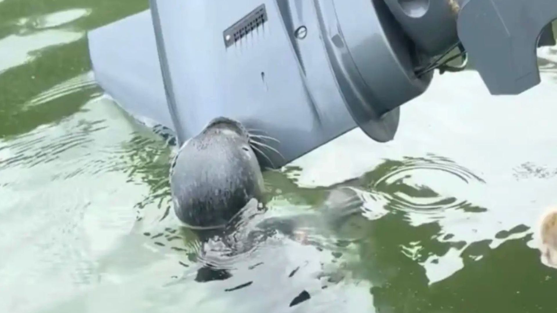 baby seal clinging to boat in harbor