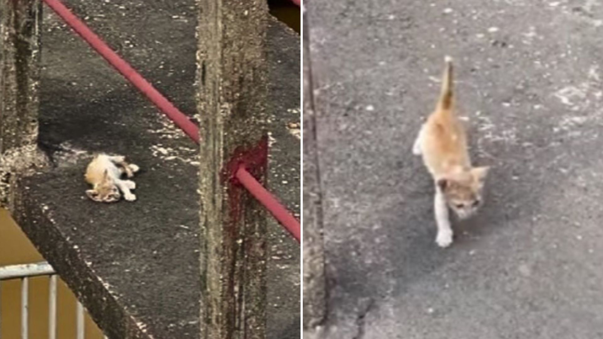 malnourished kitten