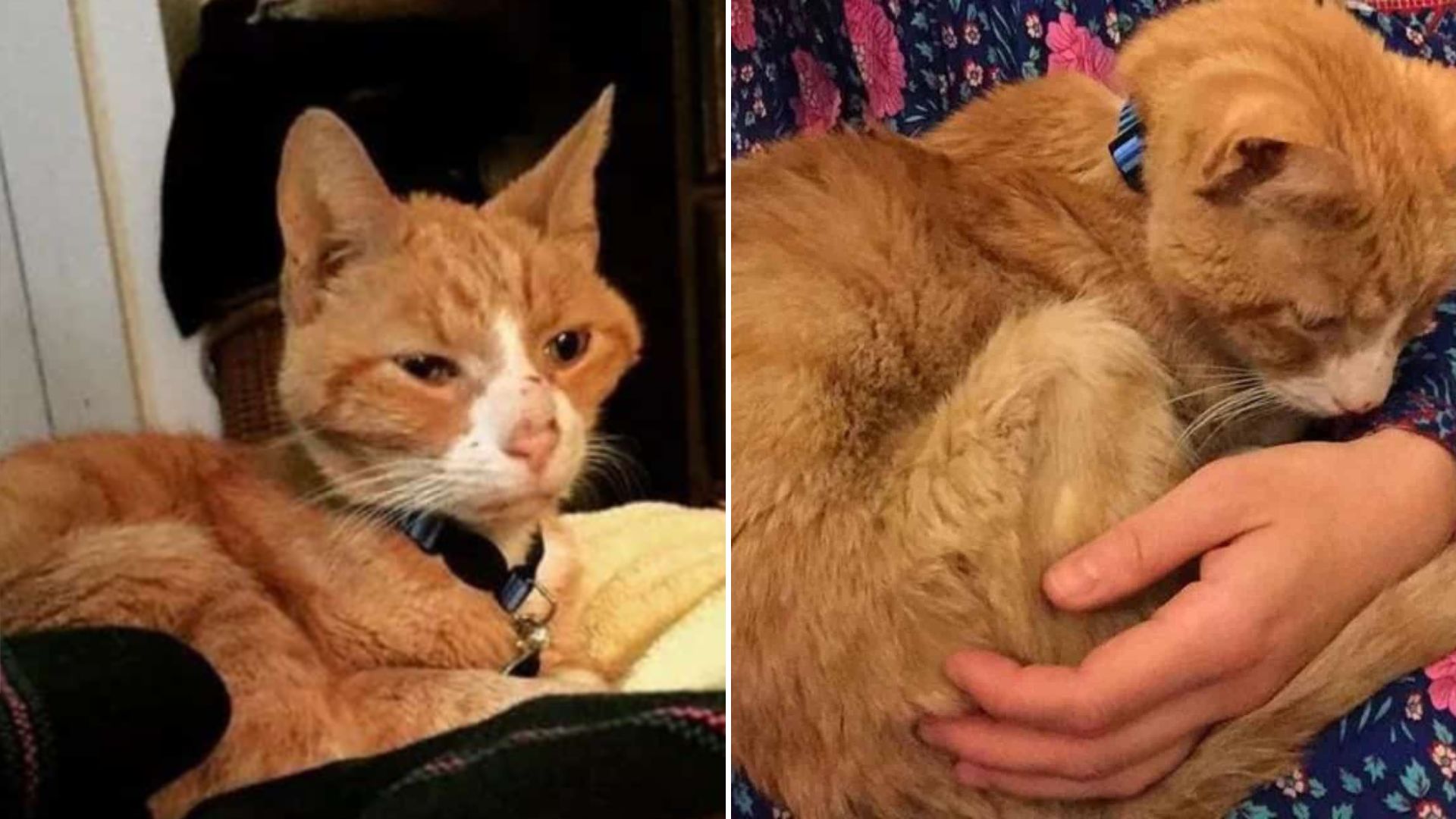 malnourished senior cat