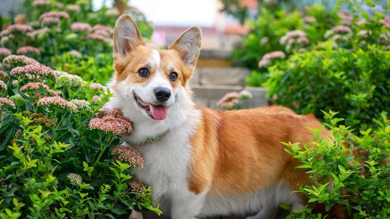 Corgis