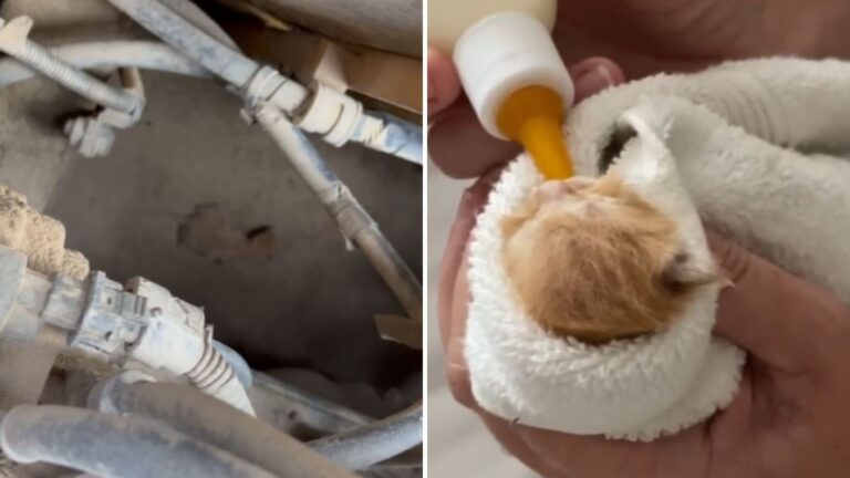 newborn kitty trapped inside engine