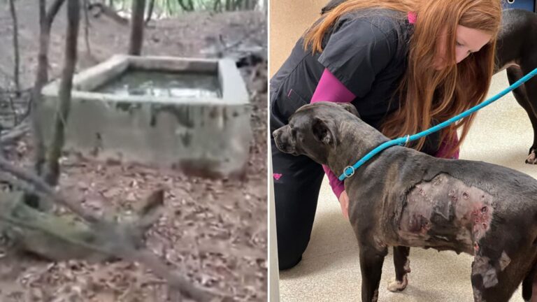 dog trapped in a well