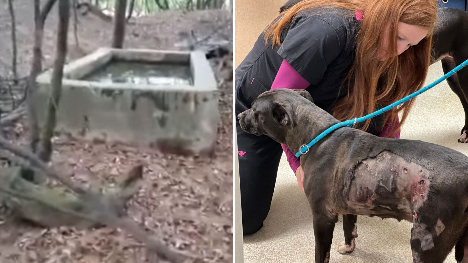 dog trapped in a well