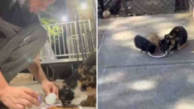stray cat