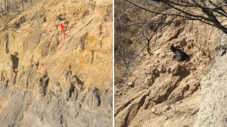 dog on a cliff