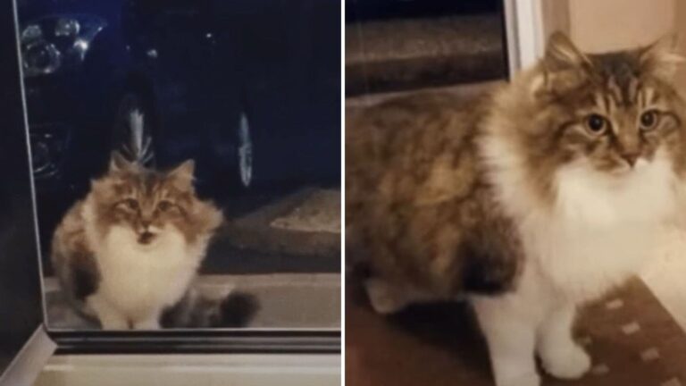 stray cat