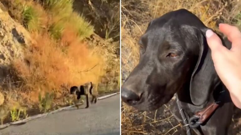 Man’s Bike Tour In California Turns Into A Rescue Mission After Noticing An Abandoned Furbaby