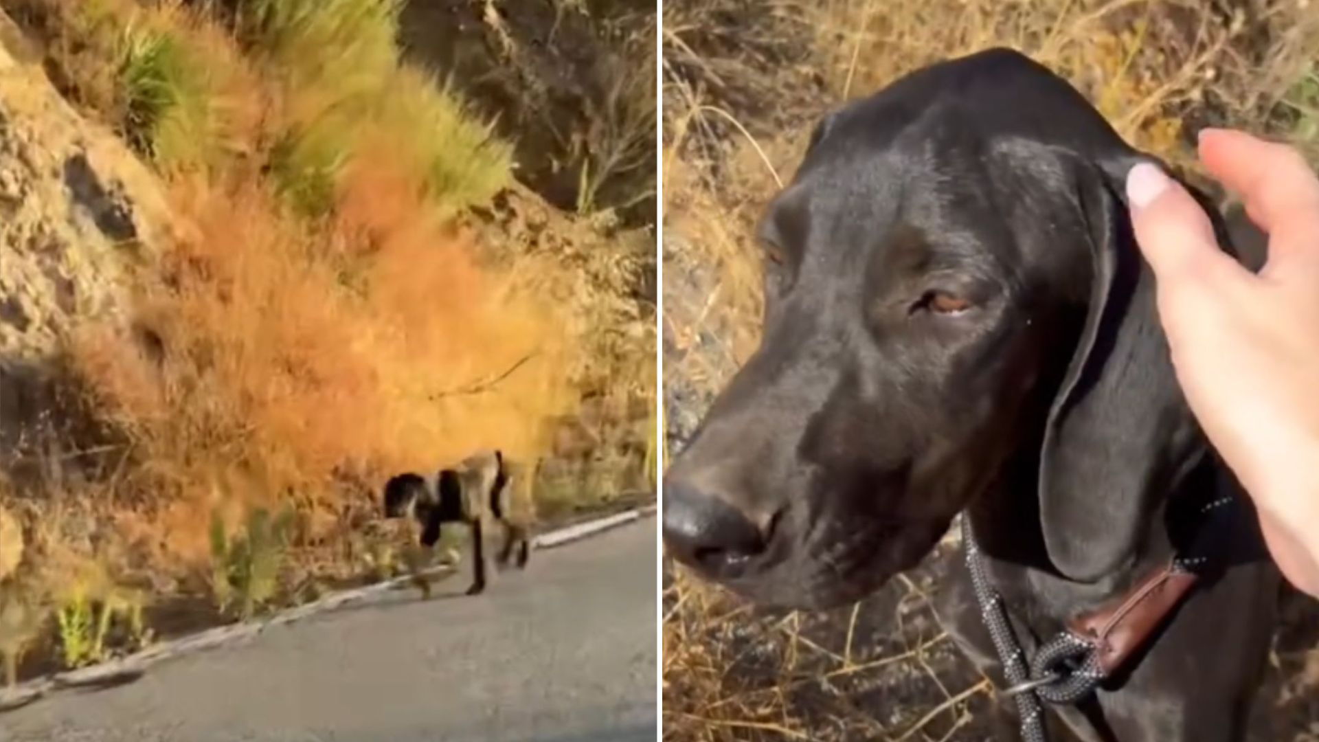 Man’s Bike Tour In California Turns Into A Rescue Mission After Noticing An Abandoned Furbaby