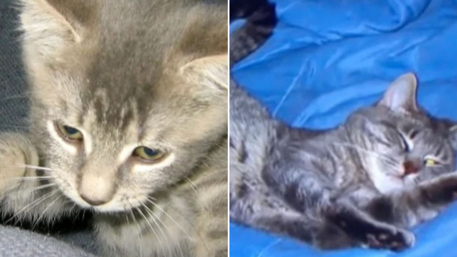 Maryland Couple’s Cat Goes Missing, Then 16 Years Later They Receive A Surprising Call