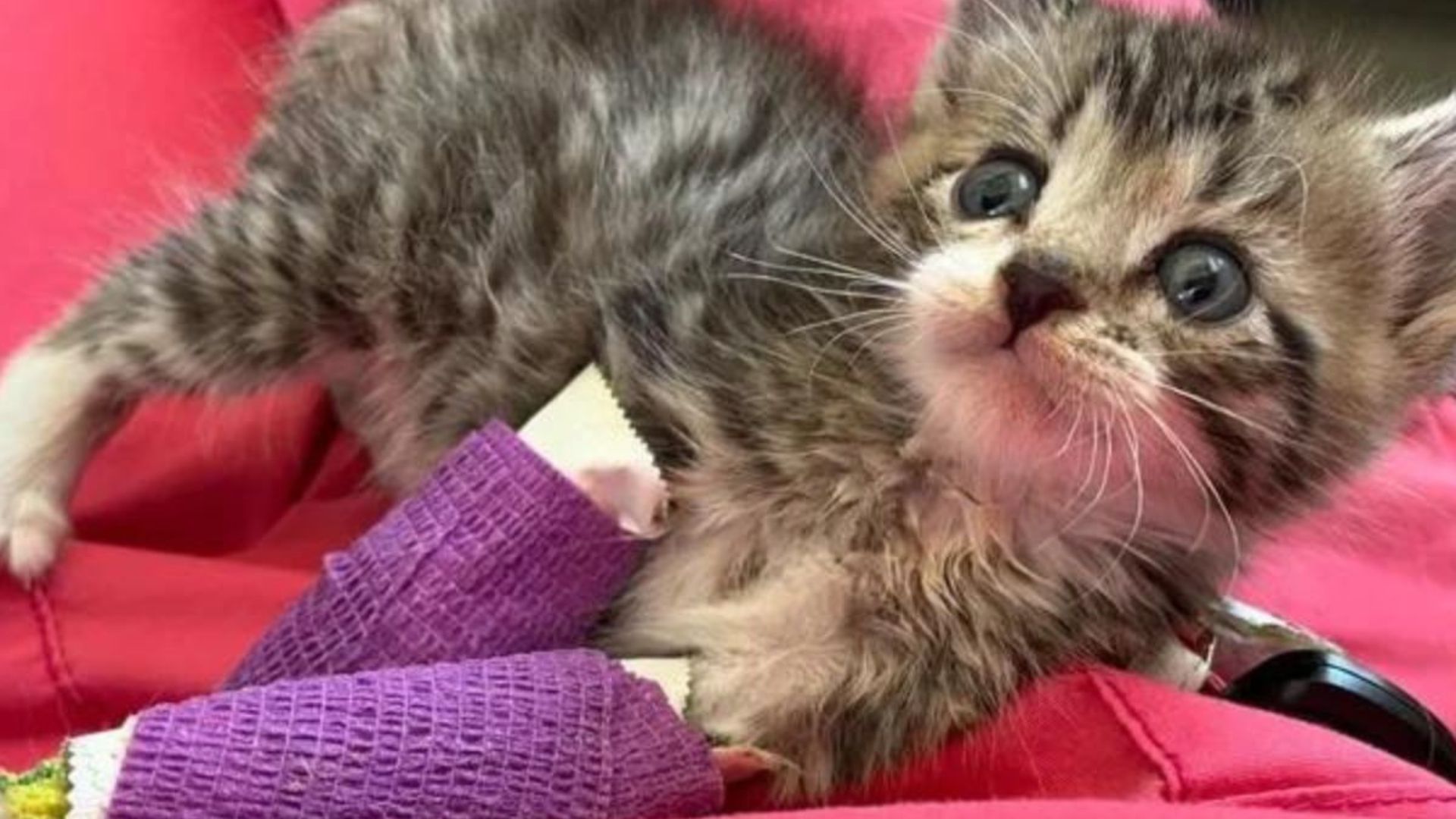 rescued kitten