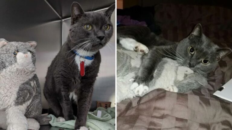 senior cat