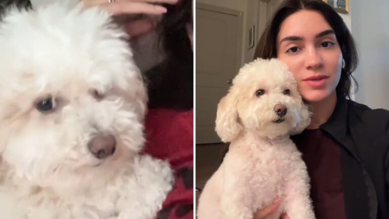 Massachusetts Dog Alarms Owner With Sudden Limp Then Stuns Everyone With A Hilarious Act
