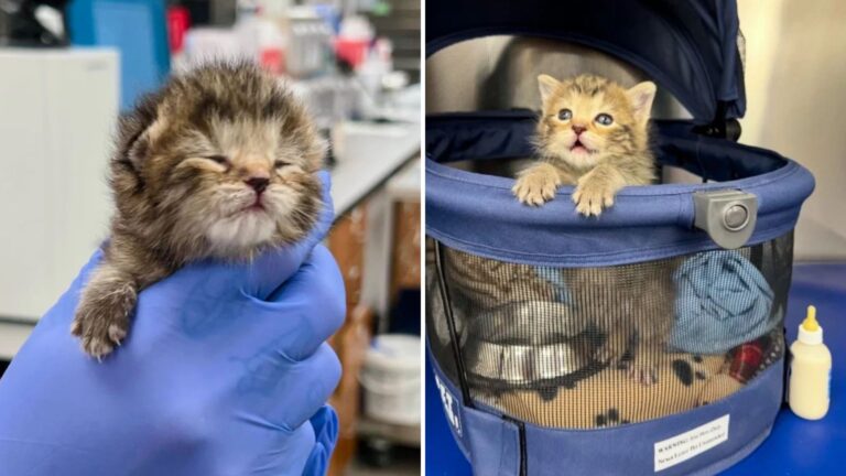 newborn kitten in shelter