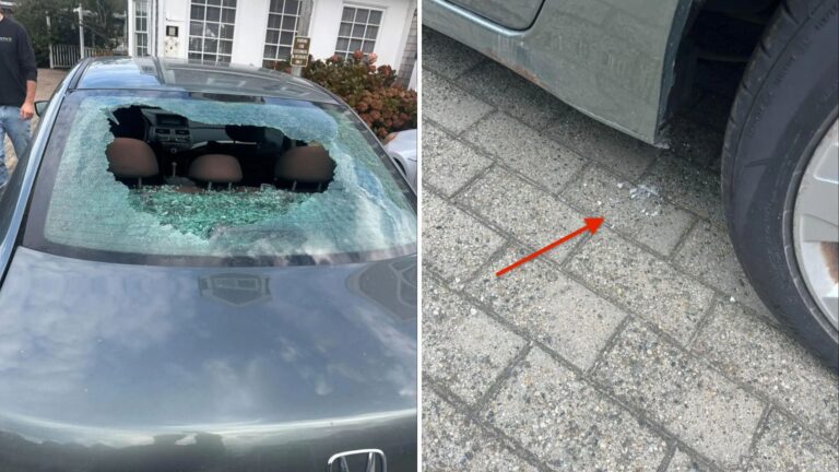 seagull smashing womans rear window