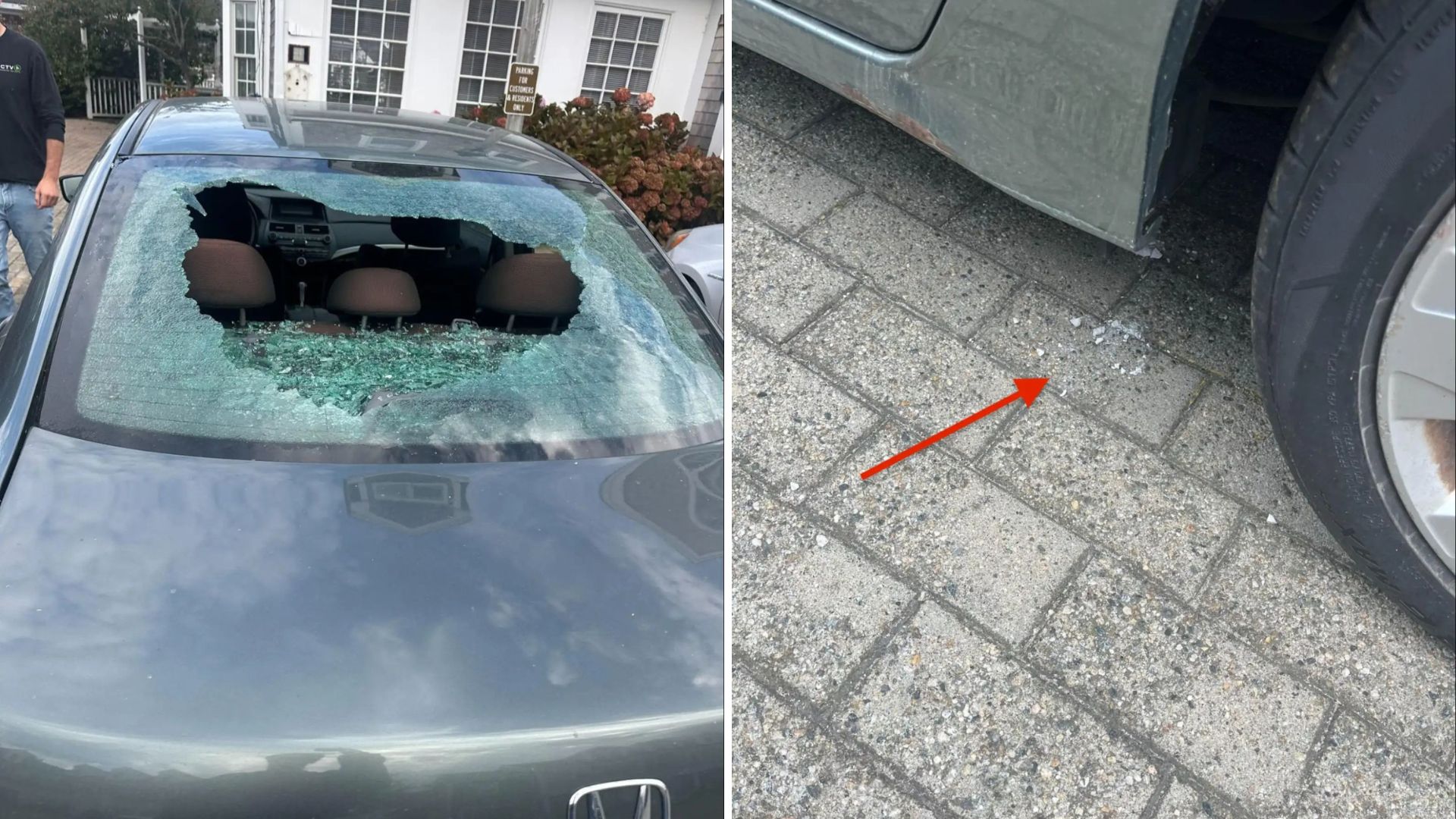 seagull smashing womans rear window
