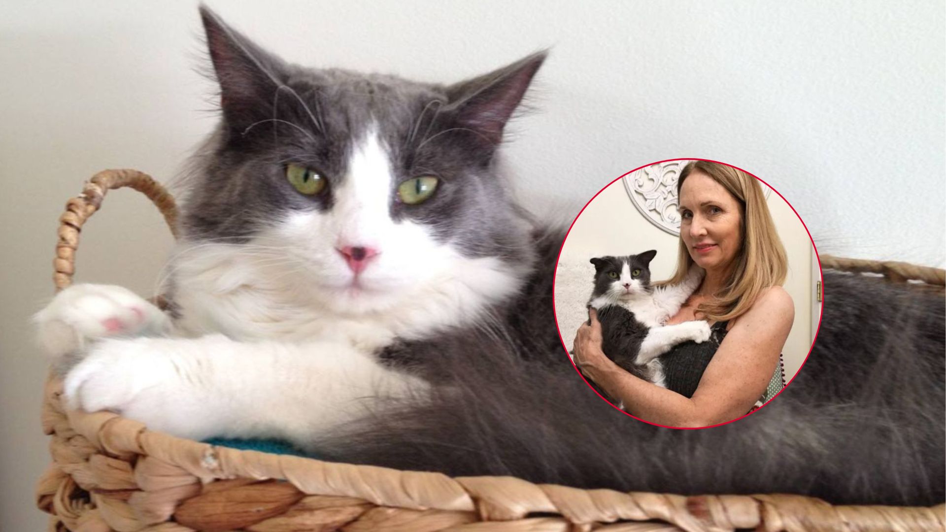 Massachusetts Woman Loses Her Cat In Window Fall, 6 Years Later She Gets The Shock Of A Lifetime