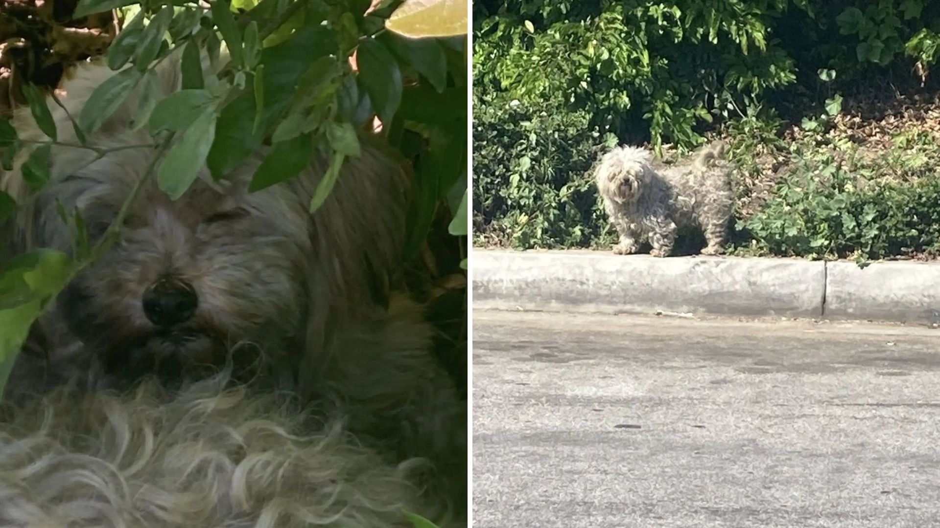 matted dogs keep hiding in bushes