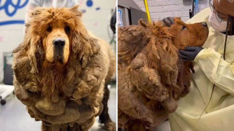 Matted Tibetan Mastiff Transforms In Chicago After Shedding 30 Pounds Of Fur