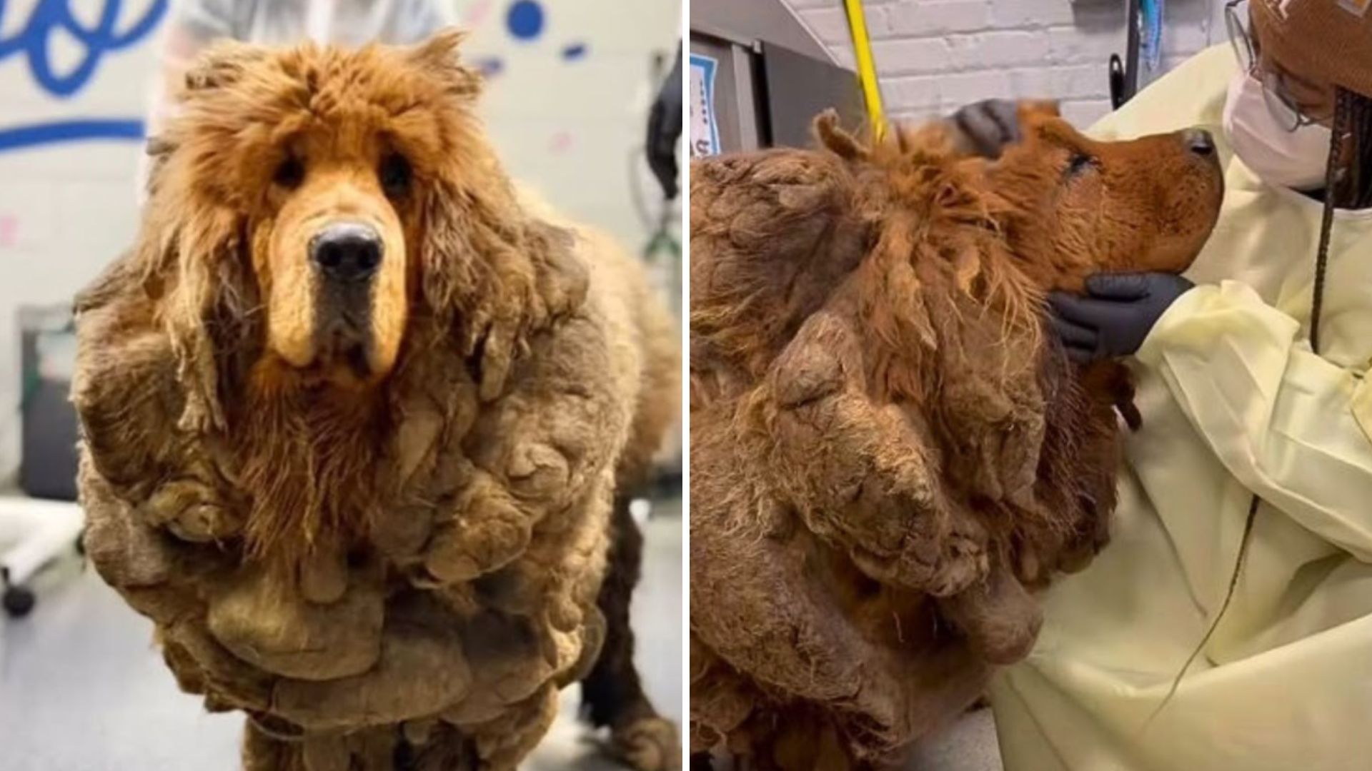 Matted Tibetan Mastiff Transforms In Chicago After Shedding 30 Pounds Of Fur