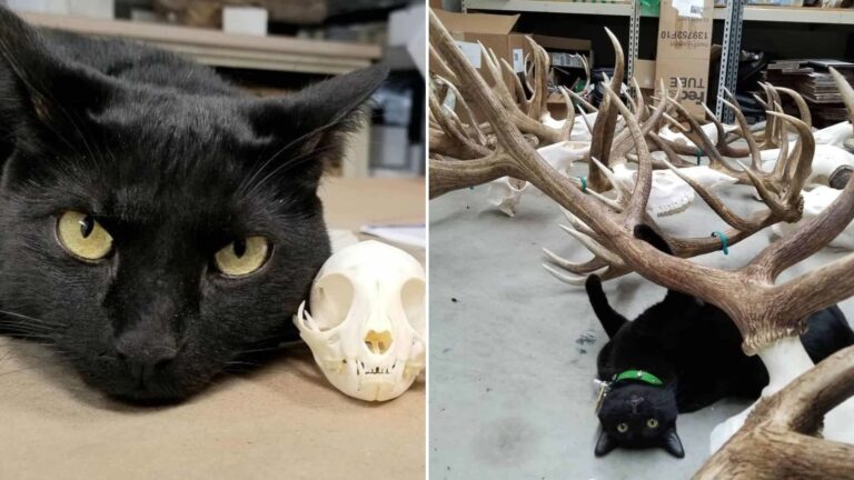 museum cat