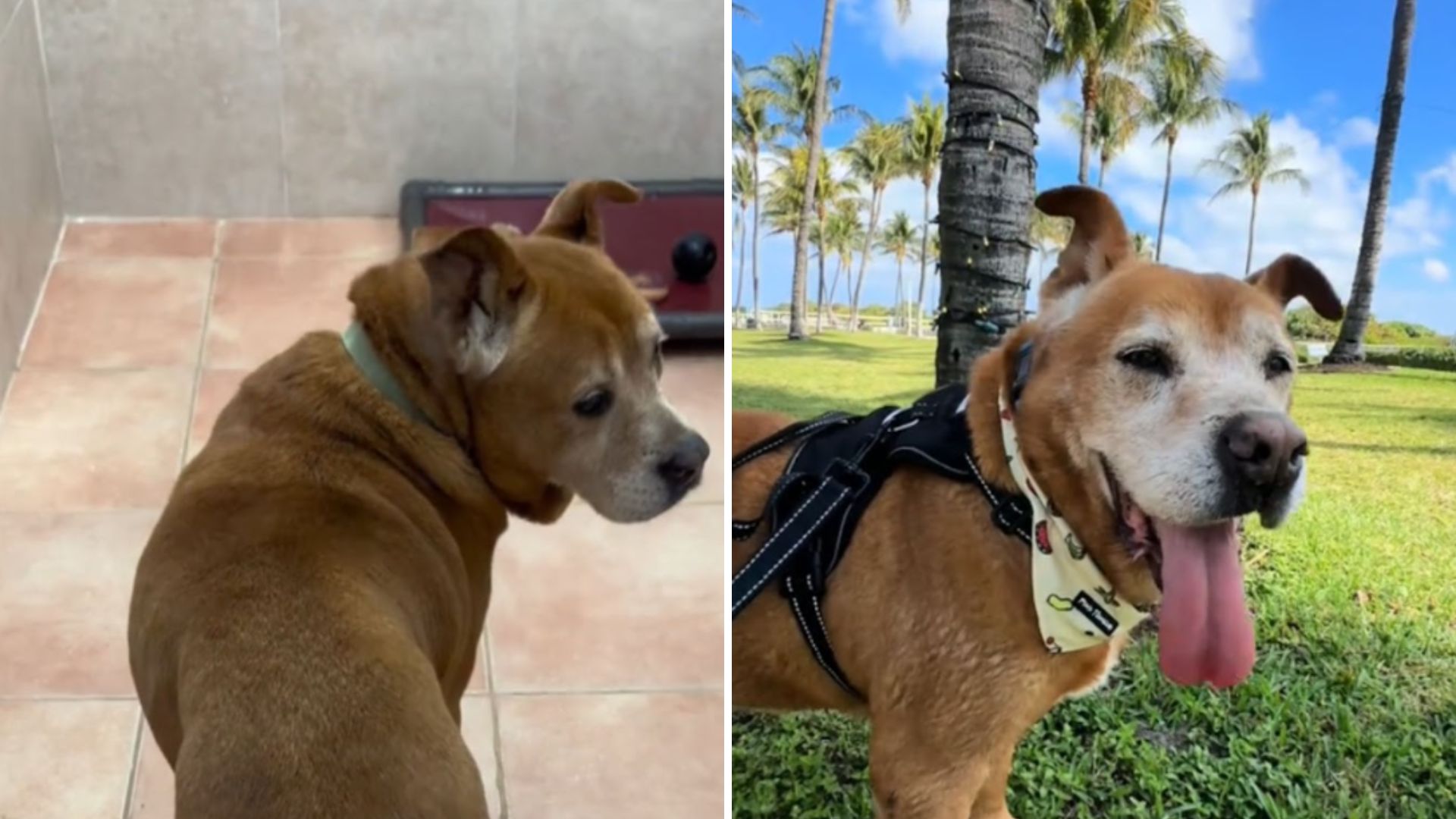 senior dog