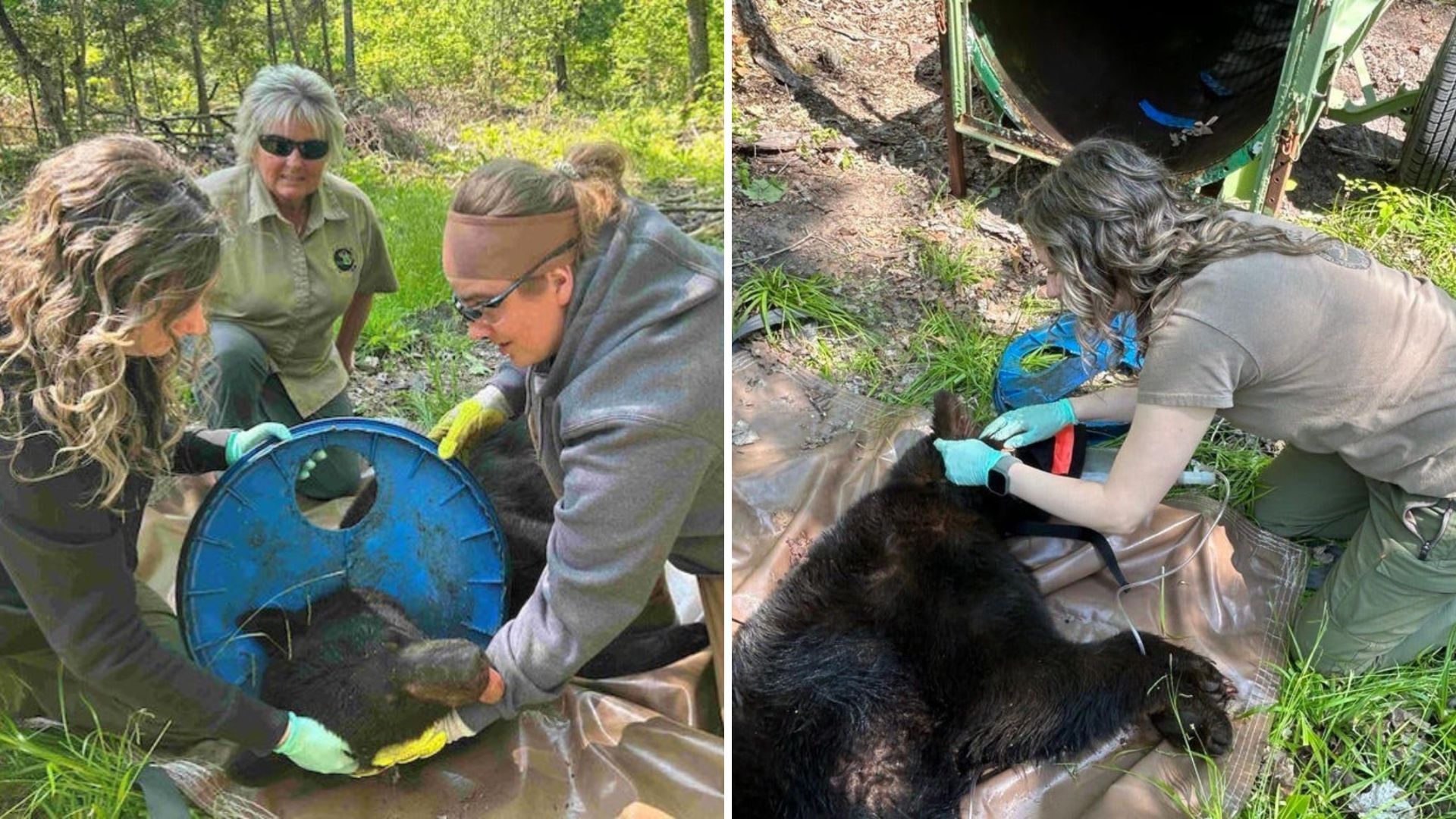 bear freed from lid stuck on its neck