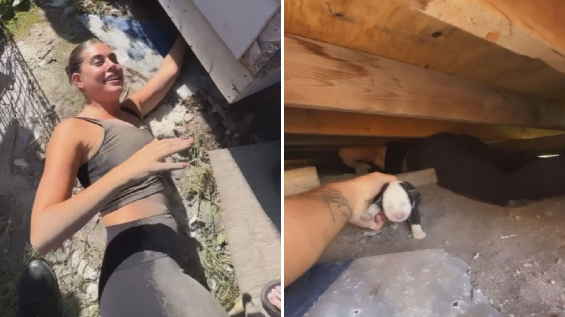 5 puppies under house