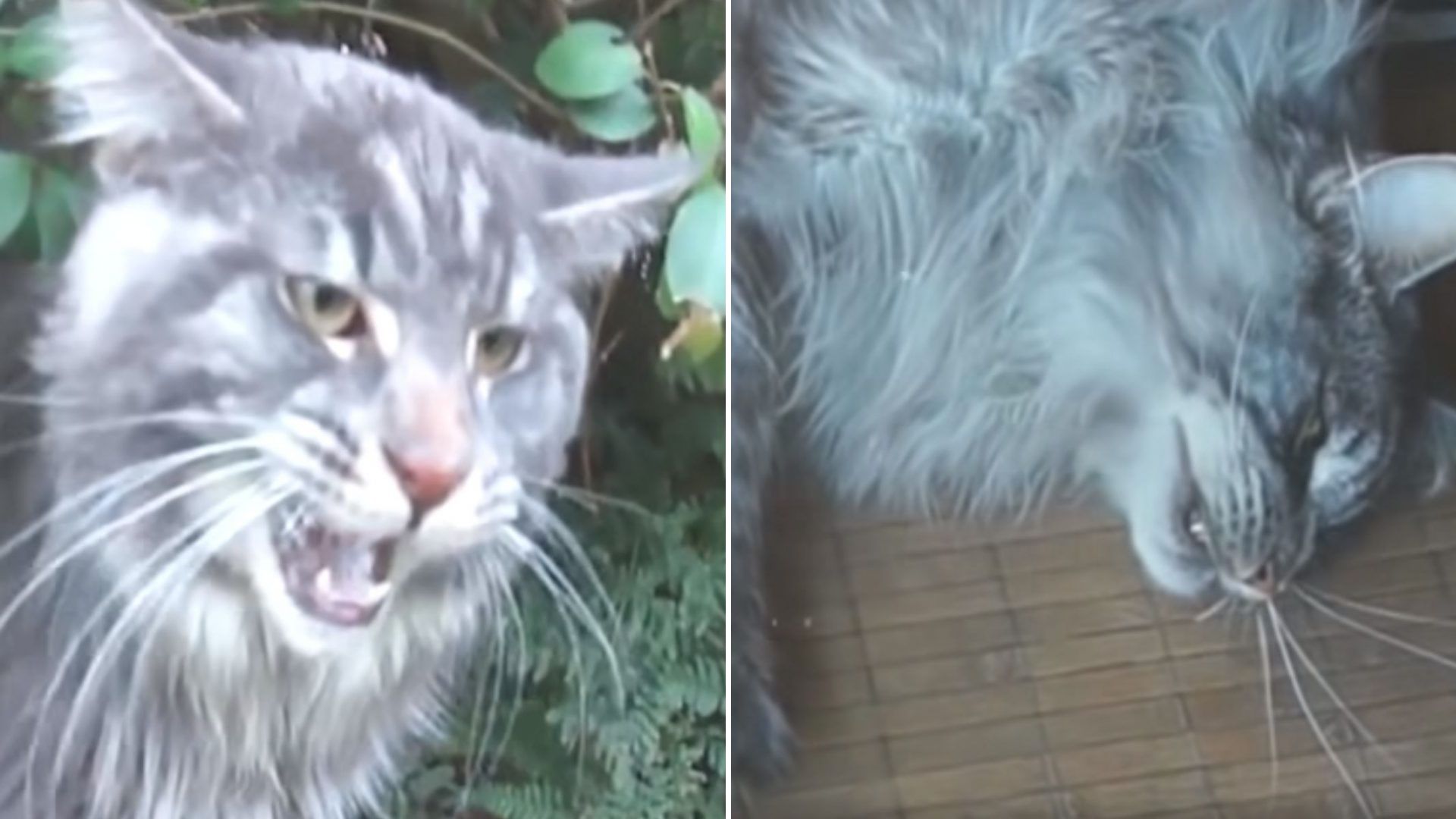 sad mama cat
