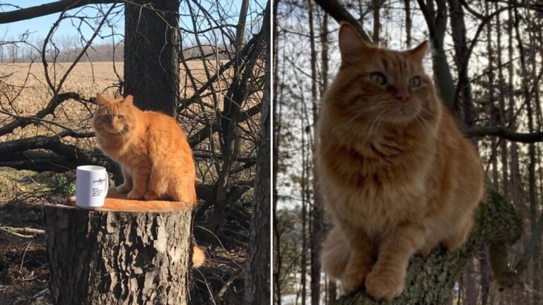 stray cat