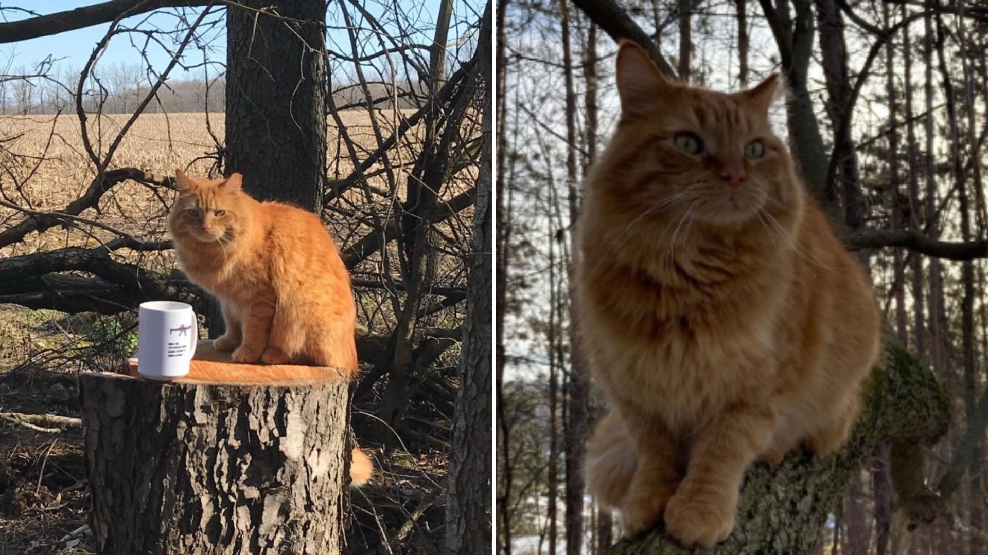 stray cat